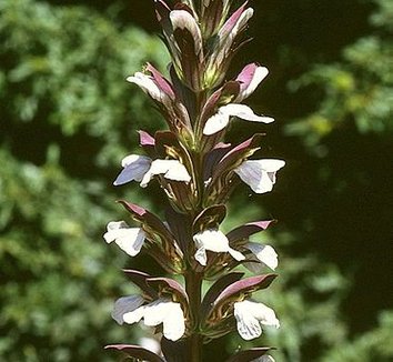 Acanthus mollis 6 flower
