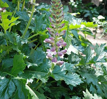 Acanthus mollis 7 flower