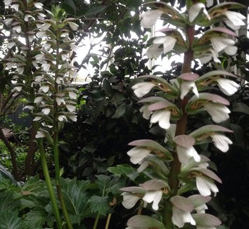Acanthus mollis 26 flower