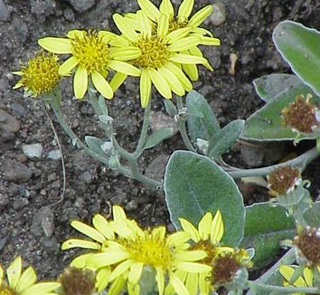 Brachyglottis greyi 7 flower
