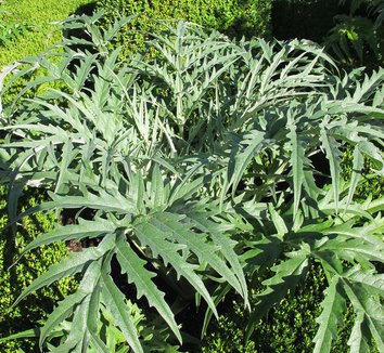 Cynara cardunculus 11