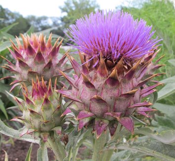 Cynara cardunculus 15 flower
