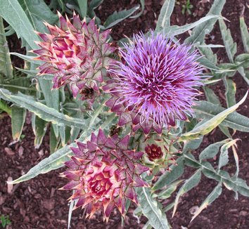 Cynara cardunculus 14 flower