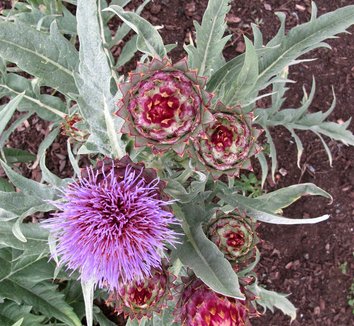 Cynara cardunculus 12 flower
