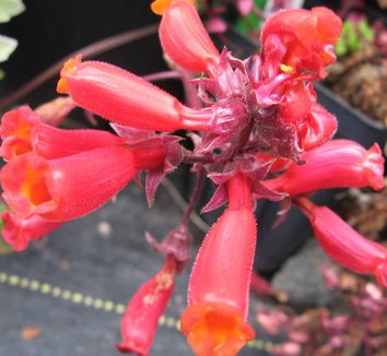 Eccremocarpus scaber Chilean Glory Flower Chilean Glory Vine plant