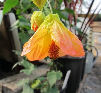 Abutilon x 'Kenny Sweetheart' 1 flower