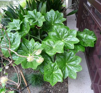 Podophyllum pleianthum 1