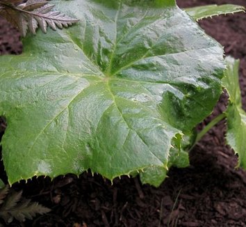Podophyllum pleianthum 3