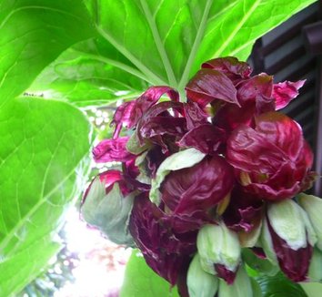 Podophyllum pleianthum 2 flower