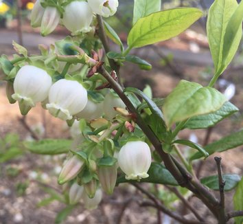 Vaccinium corymbosum 'Duke' | Vaccinium 'Duke' | Duke Northern Highbush ...