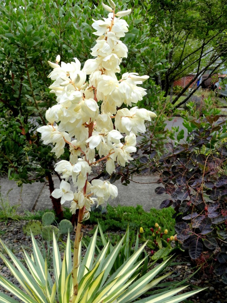 No, please don’t bloom! Plant Lust