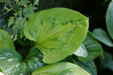 Hosta ‘Tattoo’| plant lust