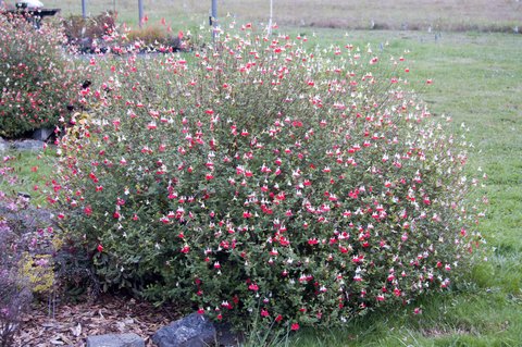t cloud Lips Lips' Lips  microphylla Hot Salvia Sage Hot  'Hot