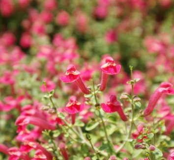 Scutellaria suffrutescens 'Texas Rose' | Texas Rose Skullcap| plant lust