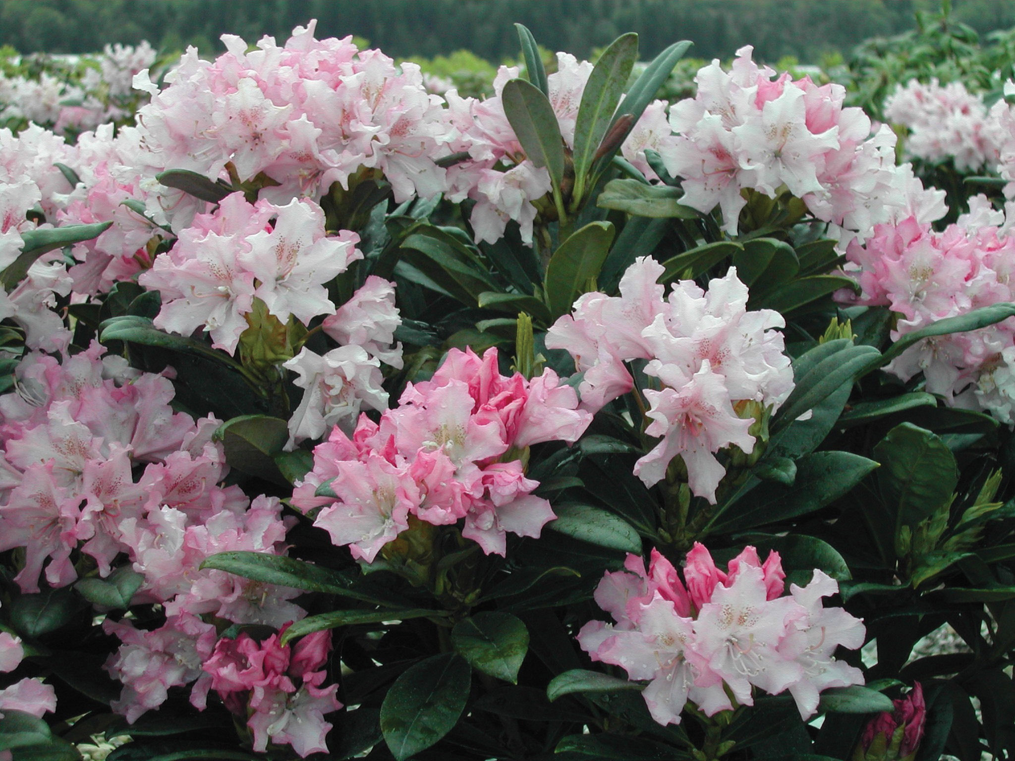 Photo #9116 | Rhododendron 'Pohjola's Daughter' | plant lust