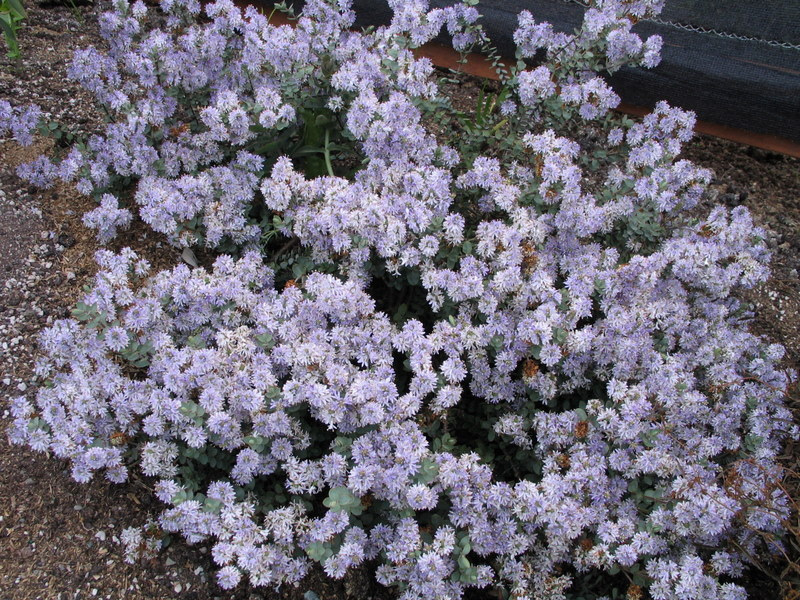 Photo 17626 Hebe pimeleoides 'Quicksilver' plant lust