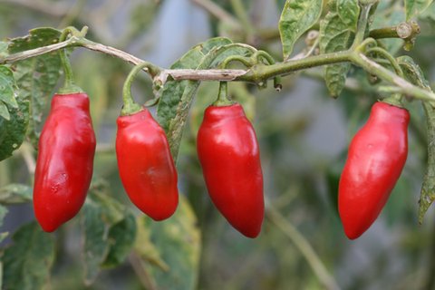 Rocoto | Capsicum pubescens | Tree Pepper| plant lust