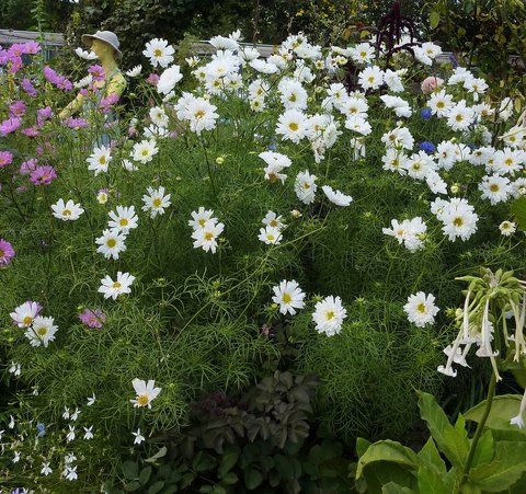 Blumensamen 'Double Click Snowpuff' Cosmea - Gefüllte Weiße Blüten, 30 Korn