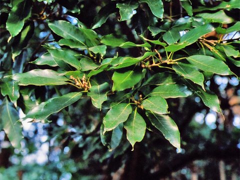 Quercus acuta | Japanese Evergreen Oak| plant lust