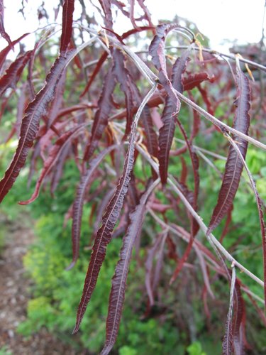 Fagus sylvatica European Beech Dwarf
