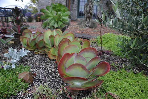 Kalanchoe thyrsiflora | Pancake Plant | Paddle Plant | Desert Cabbage ...