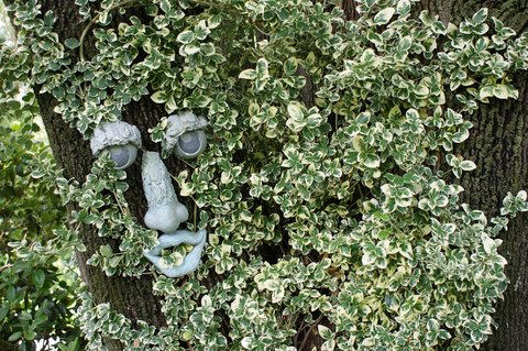 Euonymus fortunei | Creeping Euonymus | Winter Creeper | Wintercreeper ...
