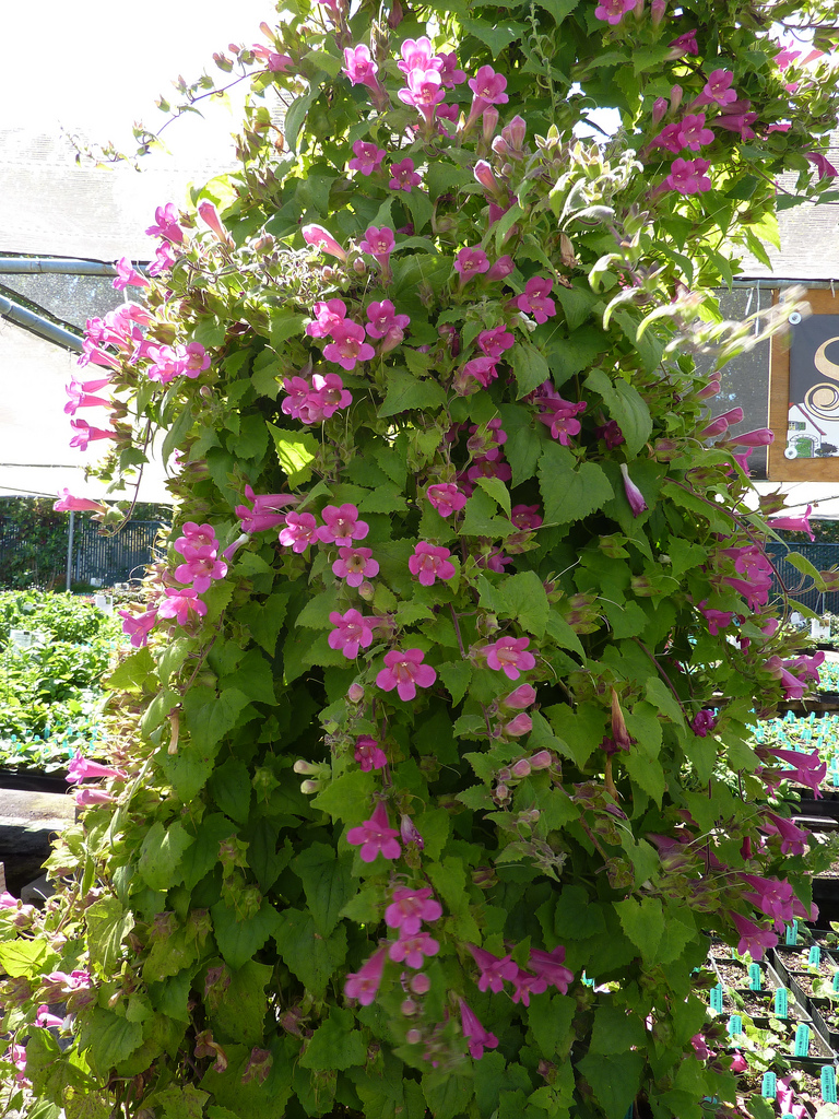 Photo 33529 Lophospermum erubescens plant lust