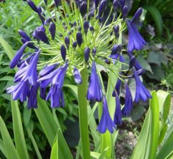 Agapanthus 'Elaine' | Agapanthus x 'Elaine | Elaine Lily of the Nile ...