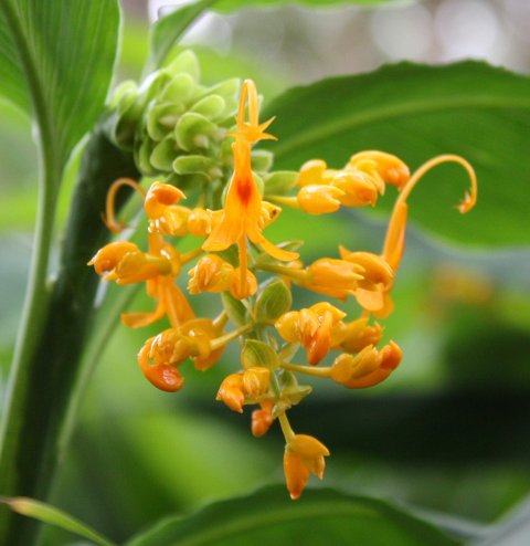 Globba schomburgkii | Globba schomburgkii ‘Yellow Dancing Lady