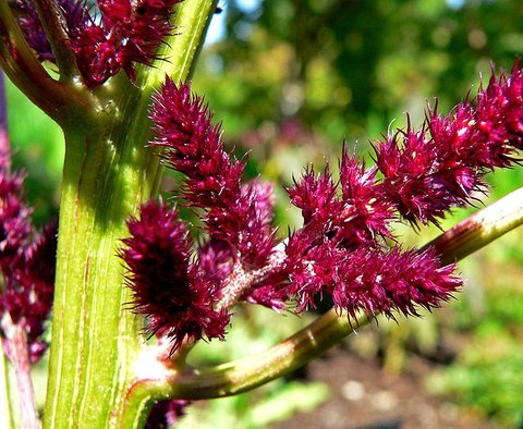 Amaranthus cruentus | Amaranthus paniculatus | Amaranthus hybridus