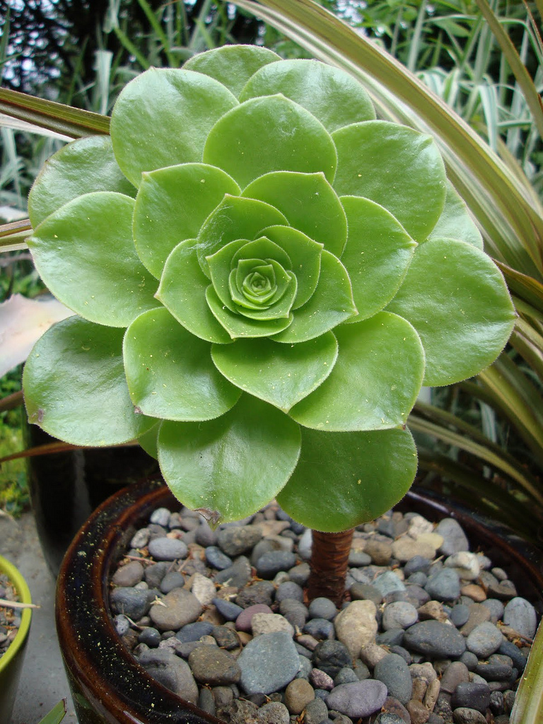 Photo 1006 Aeonium 'Salad Bowl' plant lust