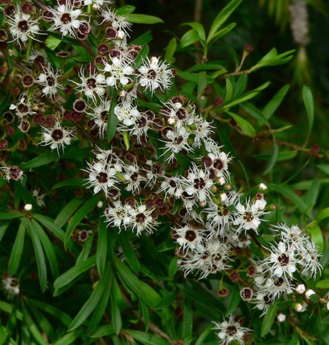 Kunzea ericoides | Leptospermum phylicoides | Leptospermum ericoides ...