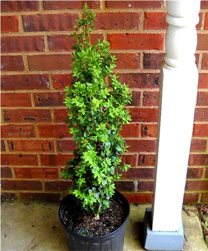 Dedee Ruck Buxus Dee Runk: Sempervirens Dee Runk – UQMC