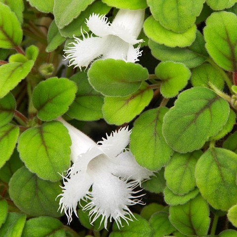 Alsobia dianthiflora | Episcia dianthiflora | Lace Flower Vine | Lace ...