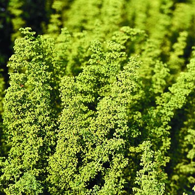 Dysphania botrys | Chenopodium botrys | Ambrosia| plant lust