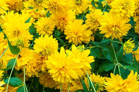 Rudbeckia laciniata ‘Hortensia’ | Rudbeckia laciniata ‘Golden Glow