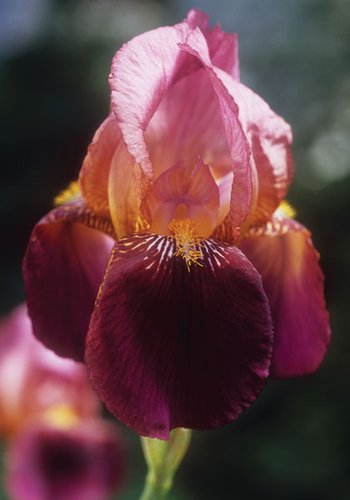 Iris ‘Indian Chief’ | Iris germanica ‘Indian Chief’ | Indian Chief Iris