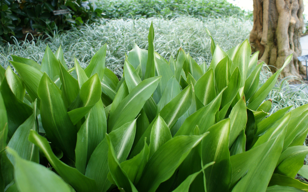 cloud 1 Aspidistra  lust  plant elatior #18799  Photo  'Asahi'