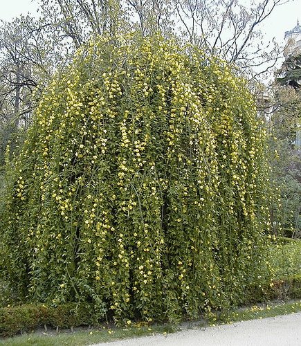 j cloud Jasminum primulinum  Primrose Jasmine  mesnyi  Jasminum