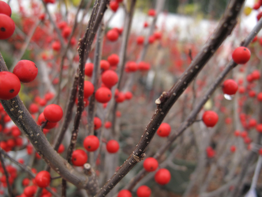 Ilex verticillata sparkleberry