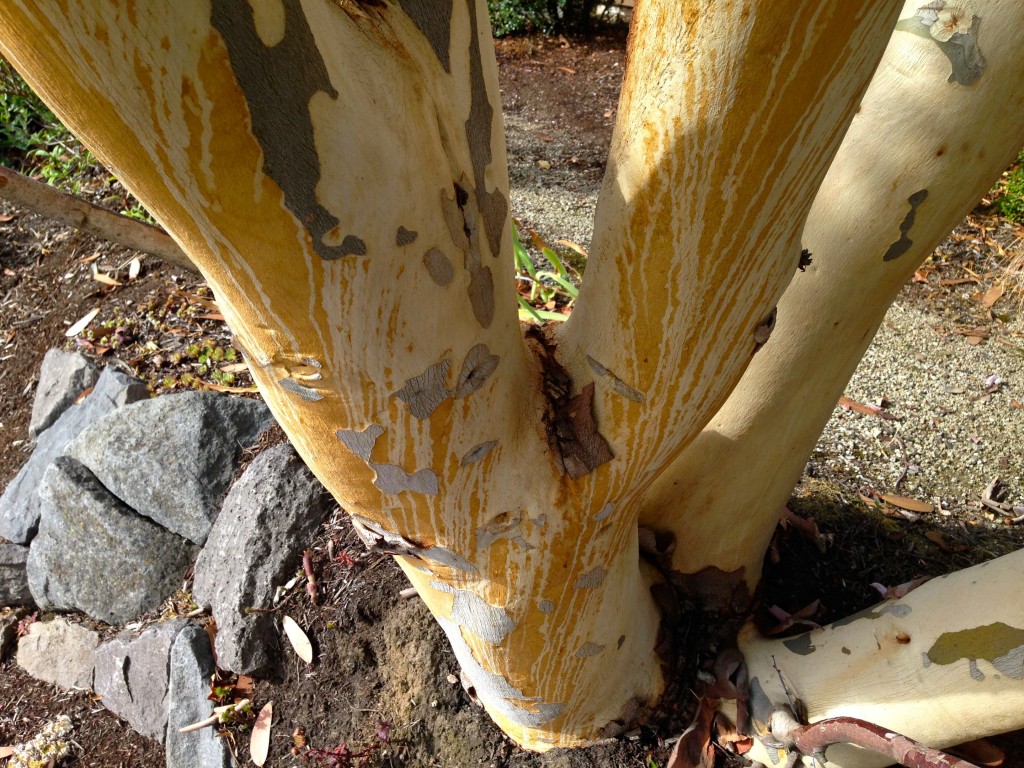striped bark