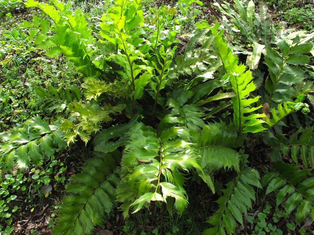 shaggy fern