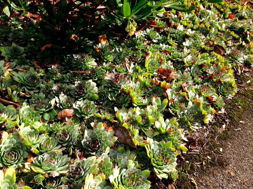 Sempervivum carpet