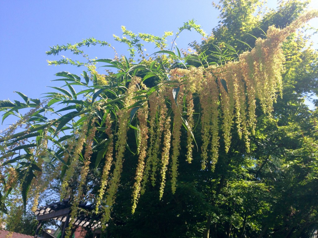 false hemp flower