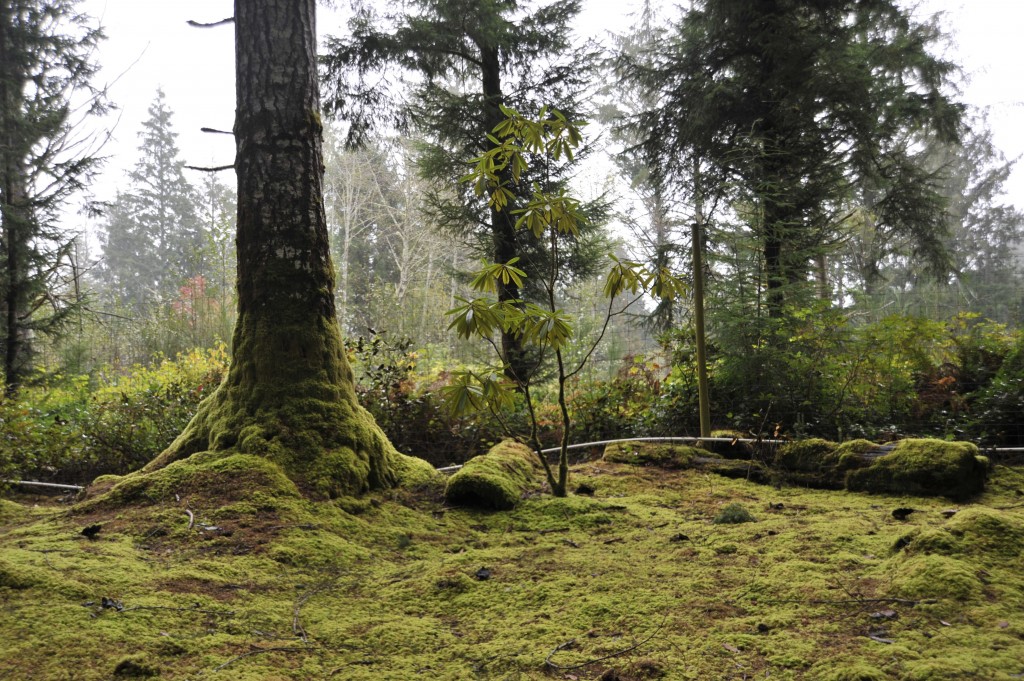 moss carpet at thompsons