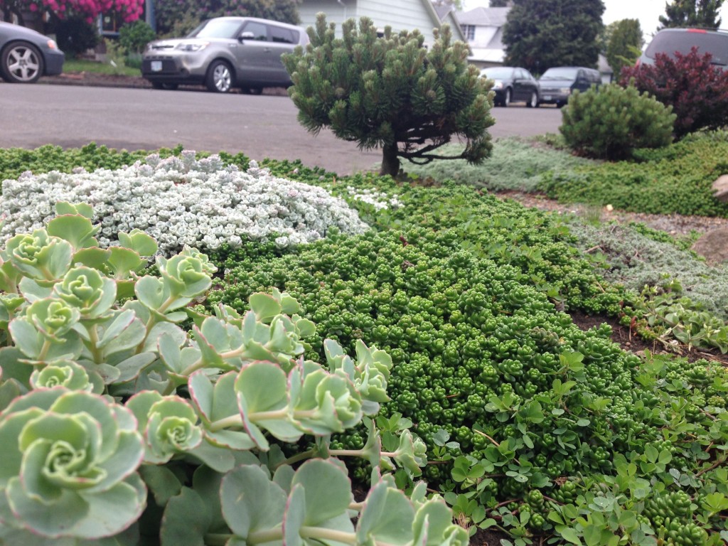 sedum mix