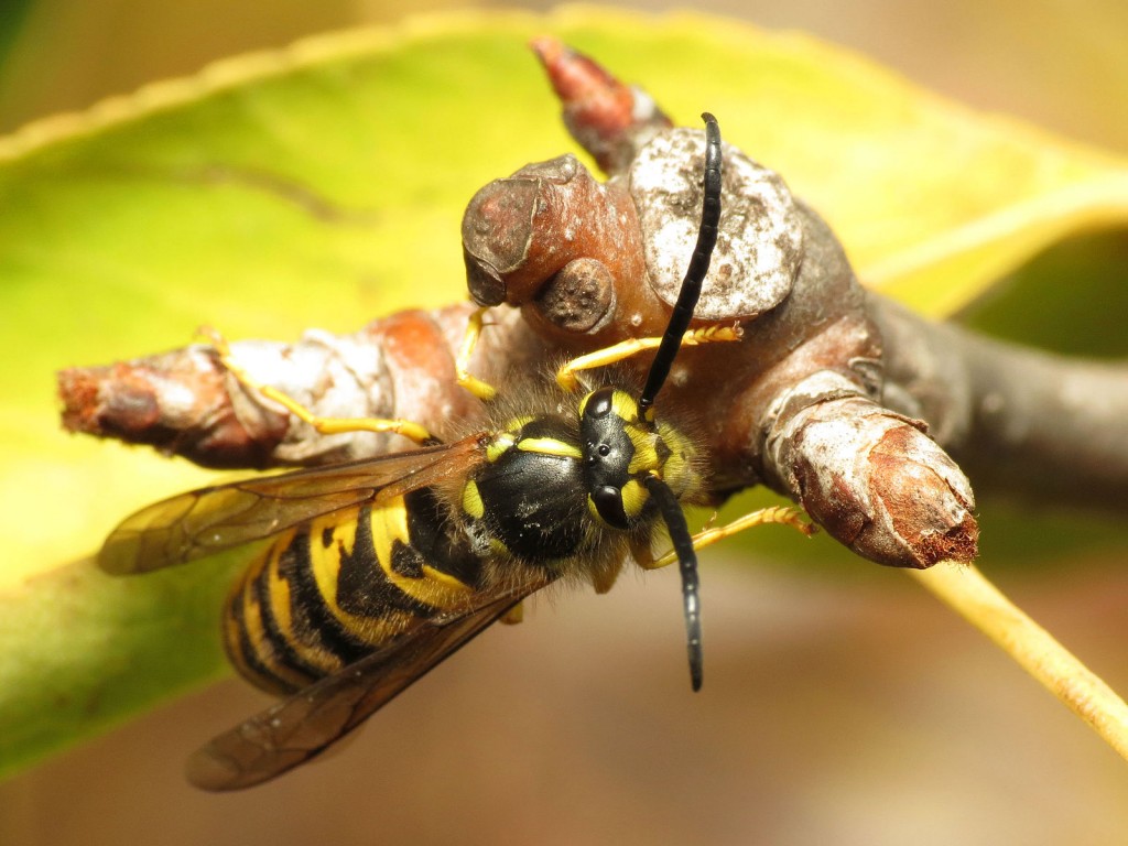 Yellow jacket by Katja Schulz