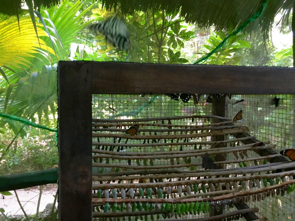 chrysalis incubator with tropical backdrop