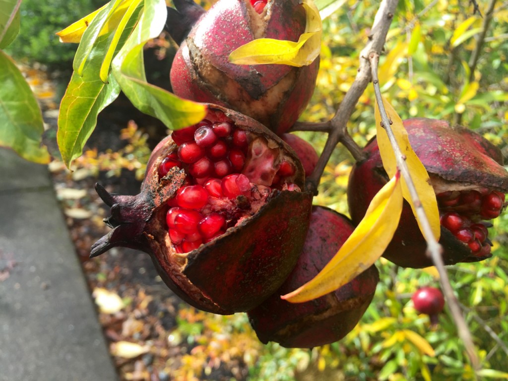 Pomegranate fruit opened