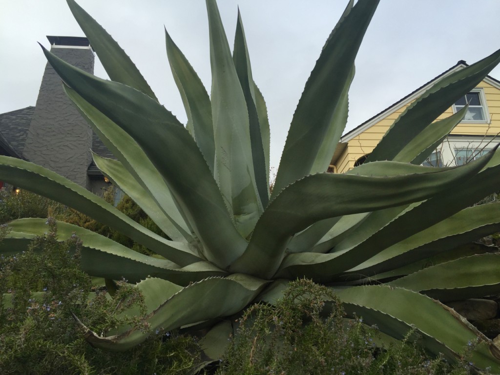 big agave arms